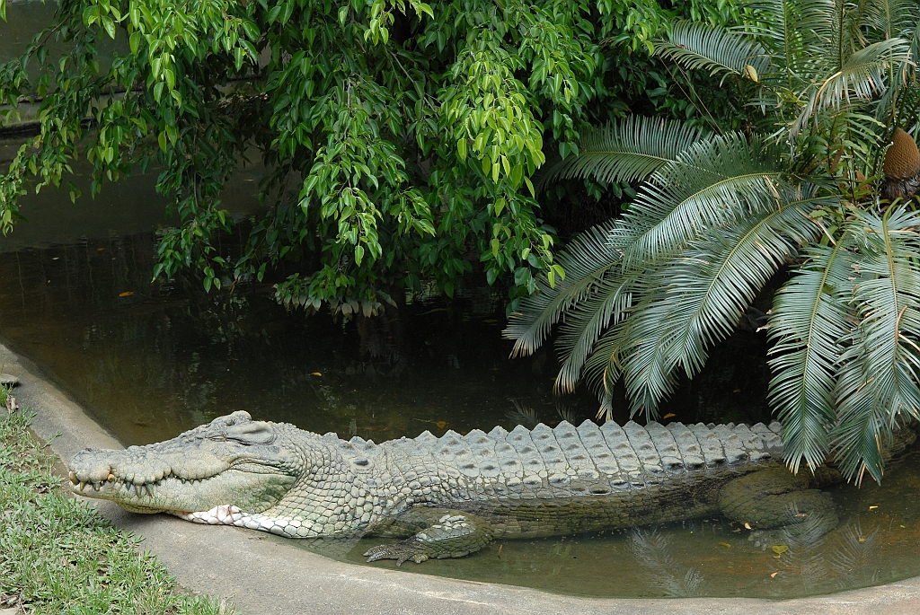 0074 Cairns Tropical Zoo.jpg